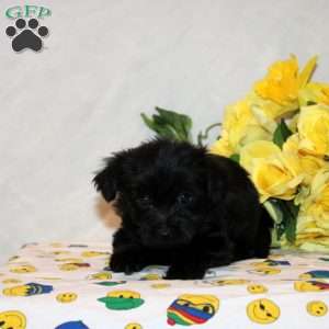 Regina, Shorkie-Poo Puppy